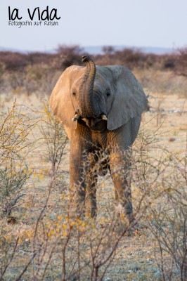 Namibia064