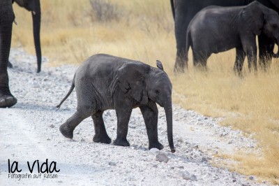 Namibia074